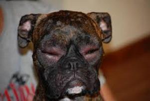 Hives in Dogs